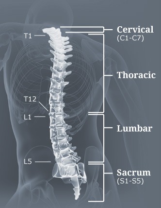 Spine (Neck & Back Pain) Diagram 2